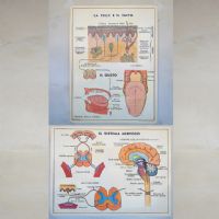 Miniatura dell'articolo Poster didattico la Pelle e il tatto e il sistema nervoso - Oggetto n.256