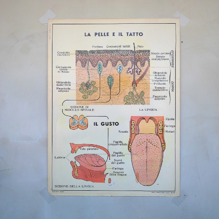 Miniatura dell'articolo Poster didattico la Pelle e il tatto e il sistema nervoso - Oggetto n.256