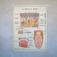 Miniatura dell'articolo Poster didattico la Pelle e il tatto e il sistema nervoso - Oggetto n.256