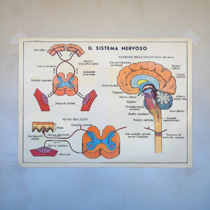 Miniatura dell'articolo Poster didattico la Pelle e il tatto e il sistema nervoso - Oggetto n.256