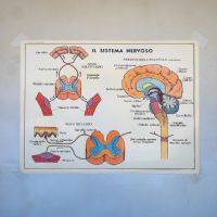 Miniatura dell'articolo Poster didattico la Pelle e il tatto e il sistema nervoso - Oggetto n.256