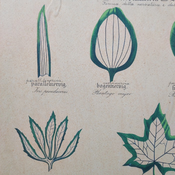 Tavola didattica di botanica vintage - foto 3