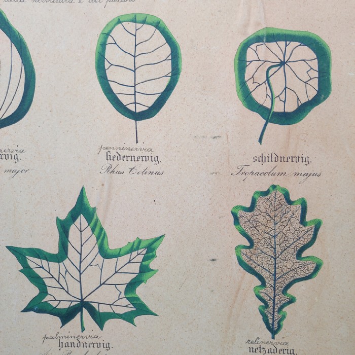 Tavola didattica di botanica vintage - foto 4