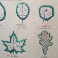 Tavola didattica di botanica vintage - miniatura 4