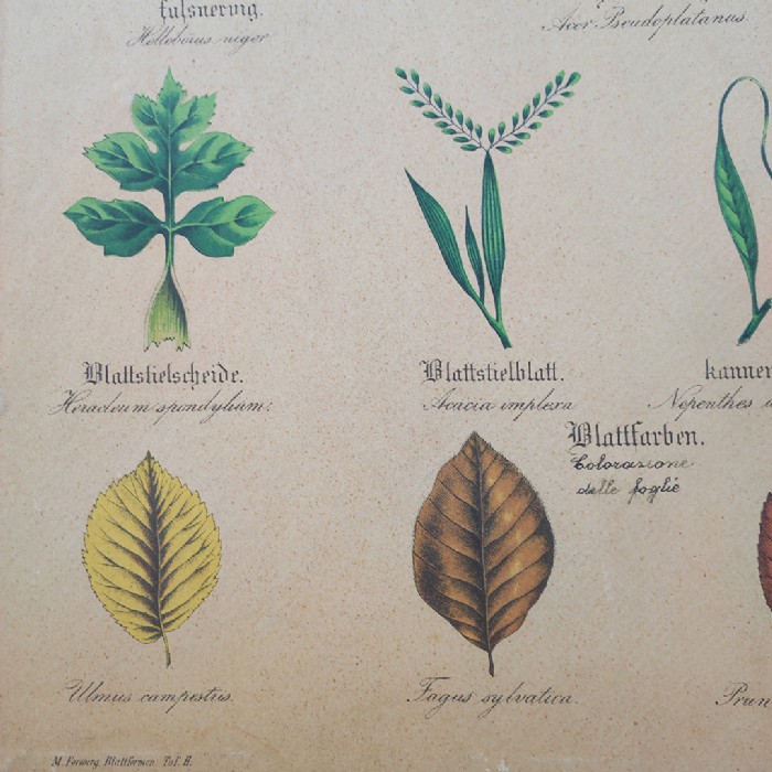 Tavola didattica di botanica vintage - foto 5