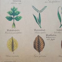 Tavola didattica di botanica vintage - miniatura 5