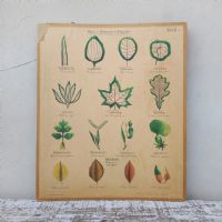 Tavola didattica di botanica vintage n�NaN di colore Misto