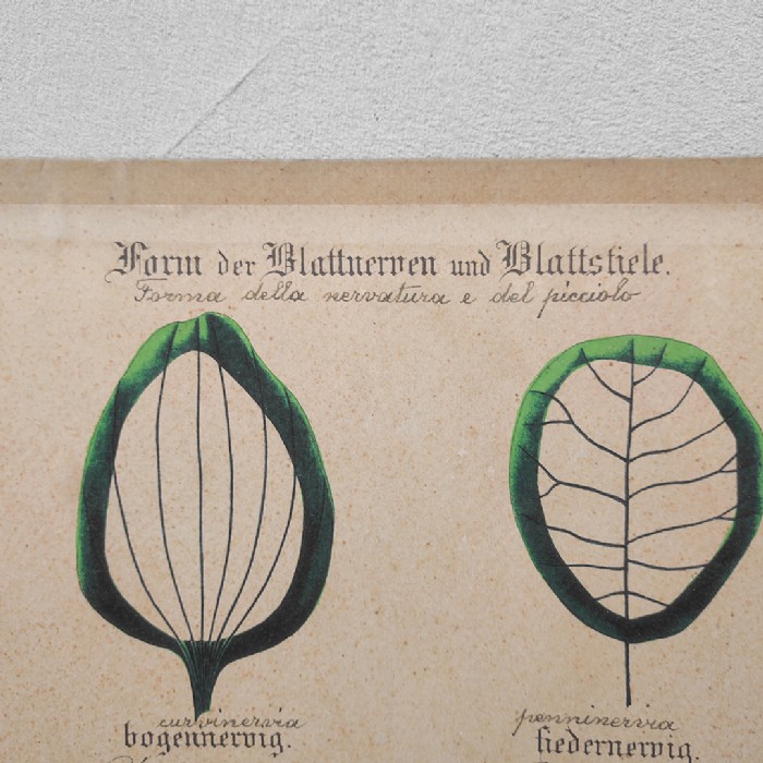 Tavola didattica di botanica vintage - foto 2