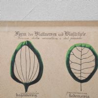 Tavola didattica di botanica vintage - miniatura 2