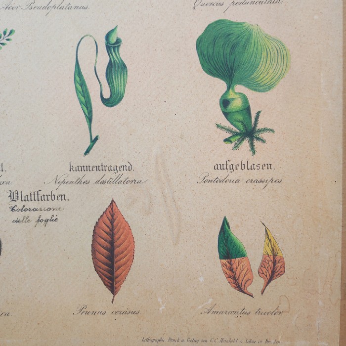 Tavola didattica di botanica vintage - foto 6