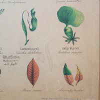 Tavola didattica di botanica vintage - miniatura 6