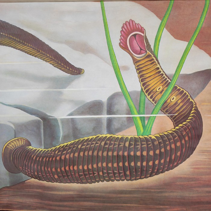 Immagine dell'articolo Poster Poster didattico de la sanguisuga vintage n.387