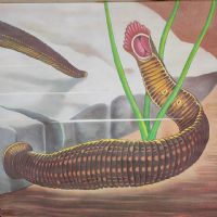 Miniatura dell'articolo Poster Poster didattico de la sanguisuga vintage n.387