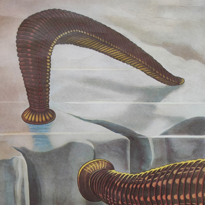 Immagine dell'articolo Poster Poster didattico de la sanguisuga vintage n.387