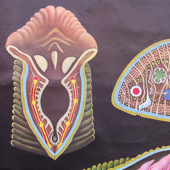 Immagine dell'articolo Poster Poster didattico de la sanguisuga vintage n.387