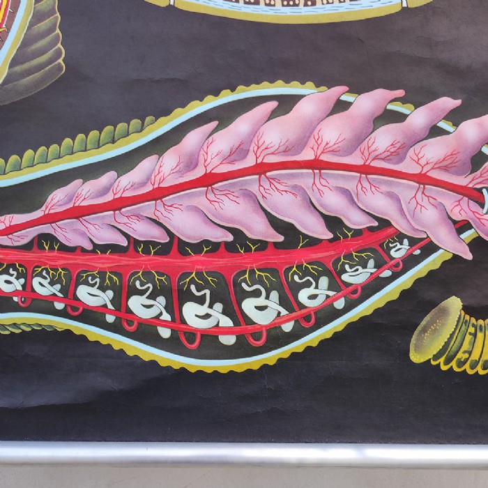 Immagine dell'articolo Poster Poster didattico de la sanguisuga vintage n.387