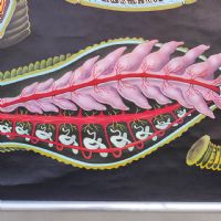 Miniatura dell'articolo Poster Poster didattico de la sanguisuga vintage n.387