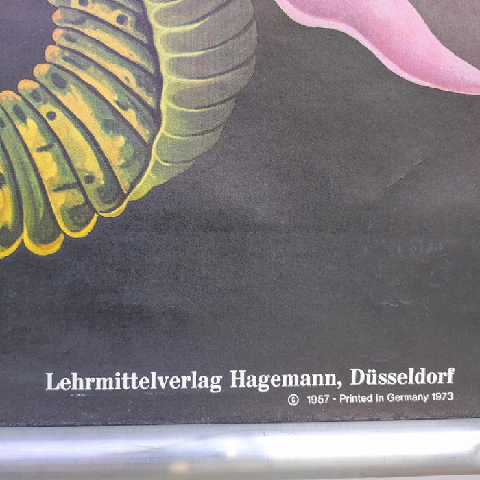 Immagine dell'articolo Poster Poster didattico de la sanguisuga vintage n.387