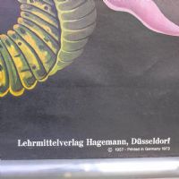 Miniatura dell'articolo Poster Poster didattico de la sanguisuga vintage n.387