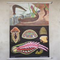 Miniatura dell'articolo Poster Poster didattico de la sanguisuga vintage n.387