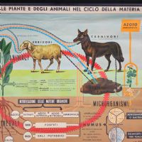 Miniatura dell'articolo Poster Poster didattico alimentazione delle piante e degli animali vintage n.438