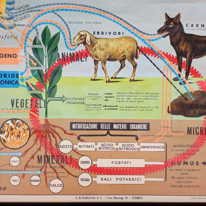 Immagine dell'articolo Poster Poster didattico alimentazione delle piante e degli animali vintage n.438