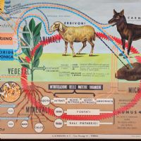 Miniatura dell'articolo Poster Poster didattico alimentazione delle piante e degli animali vintage n.438