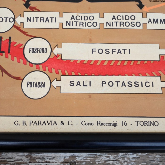 Immagine dell'articolo Poster Poster didattico alimentazione delle piante e degli animali vintage n.438