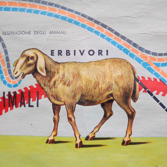 Immagine dell'articolo Poster Poster didattico alimentazione delle piante e degli animali vintage n.438