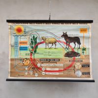Poster didattico alimentazione delle piante e degli animali vintage n�NaN di colore Misto