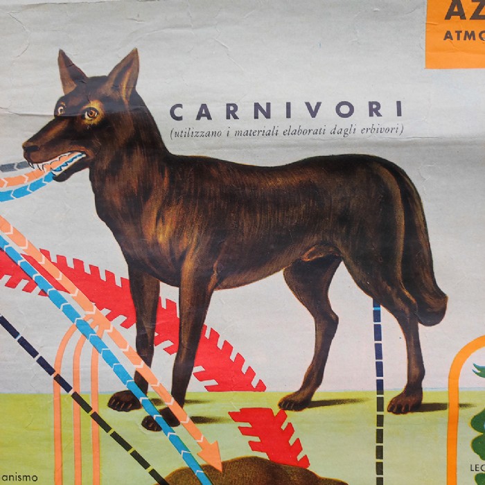 Immagine dell'articolo Poster Poster didattico alimentazione delle piante e degli animali vintage n.438