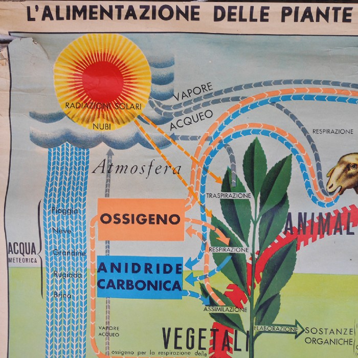 Immagine dell'articolo Poster Poster didattico alimentazione delle piante e degli animali vintage n.438
