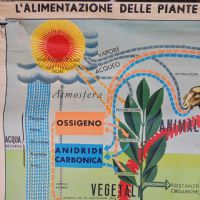 Miniatura dell'articolo Poster Poster didattico alimentazione delle piante e degli animali vintage n.438
