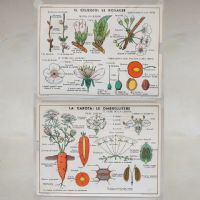 Miniatura dell'articolo Poster didattico il ciliegio e la carota - Oggetto n.268