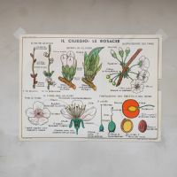 Miniatura dell'articolo Poster didattico il ciliegio e la carota - Oggetto n.268