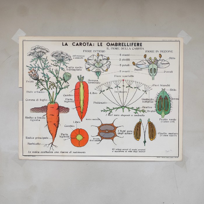 Miniatura dell'articolo Poster didattico il ciliegio e la carota - Oggetto n.268