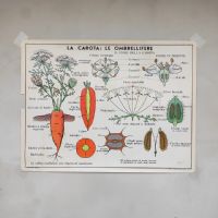 Miniatura dell'articolo Poster didattico il ciliegio e la carota - Oggetto n.268