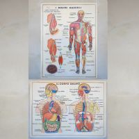 Miniatura dell'articolo Poster didattico i muscoli e Il Corpo umano - Oggetto n.249