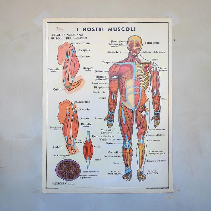 Miniatura dell'articolo Poster didattico i muscoli e Il Corpo umano - Oggetto n.249