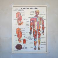 Miniatura dell'articolo Poster didattico i muscoli e Il Corpo umano - Oggetto n.249