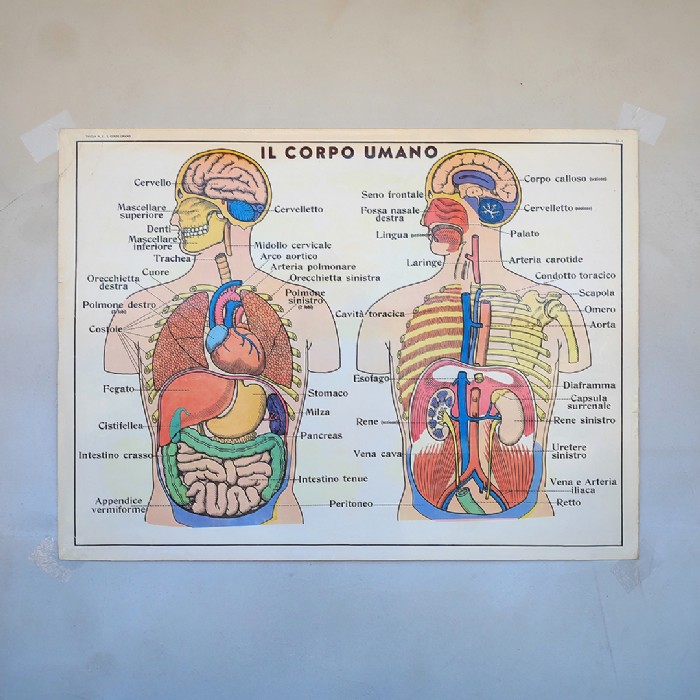 Miniatura dell'articolo Poster didattico i muscoli e Il Corpo umano - Oggetto n.249
