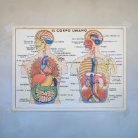 Miniatura dell'articolo Poster didattico i muscoli e Il Corpo umano - Oggetto n.249