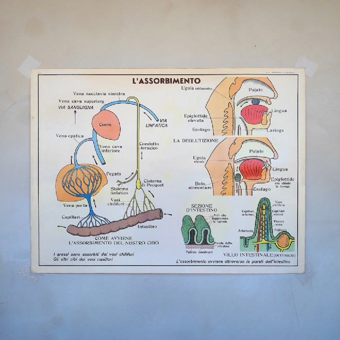Miniatura dell'articolo Poster didattico Il cuore, i vasi sanguigni e l'assorbimento - Oggetto n.250