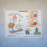 Miniatura dell'articolo Poster didattico Il cuore, i vasi sanguigni e l'assorbimento - Oggetto n.250