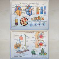Miniatura dell'articolo Poster didattico Il cuore, i vasi sanguigni e l'assorbimento - Oggetto n.250
