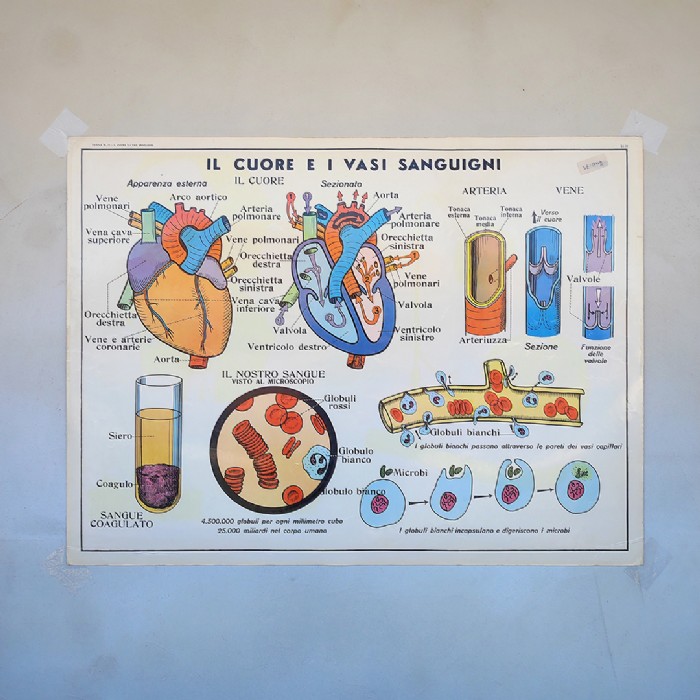 Miniatura dell'articolo Poster didattico Il cuore, i vasi sanguigni e l'assorbimento - Oggetto n.250