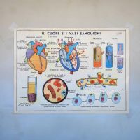 Miniatura dell'articolo Poster didattico Il cuore, i vasi sanguigni e l'assorbimento - Oggetto n.250