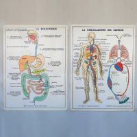 Miniatura dell'articolo Poster didattico La digestione e La circolazione del sangue - Oggetto n.251