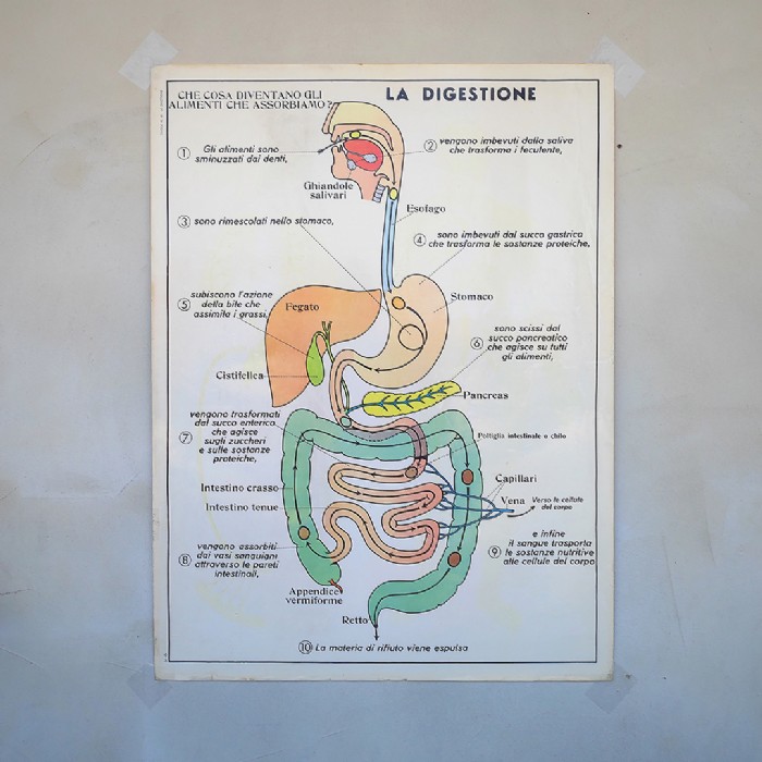 Miniatura dell'articolo Poster didattico La digestione e La circolazione del sangue - Oggetto n.251