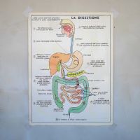 Miniatura dell'articolo Poster didattico La digestione e La circolazione del sangue - Oggetto n.251